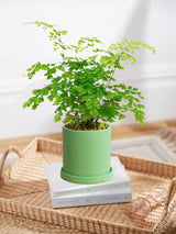 Maidenhair Fern 'Fragrantissimum'