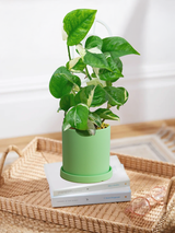 Pothos Manjula