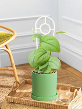 Pothos Silver Hero