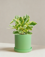 Peperomia Albo Marginata