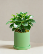 Peperomia Obtipan Green