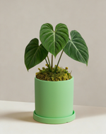 Philodendron Gloriosum