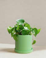 pothos green dragon Pothos Green Dragon | Dark Green Trailing Plant