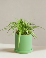 Spider Plant