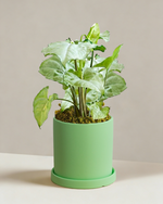 Syngonium Silver Fox