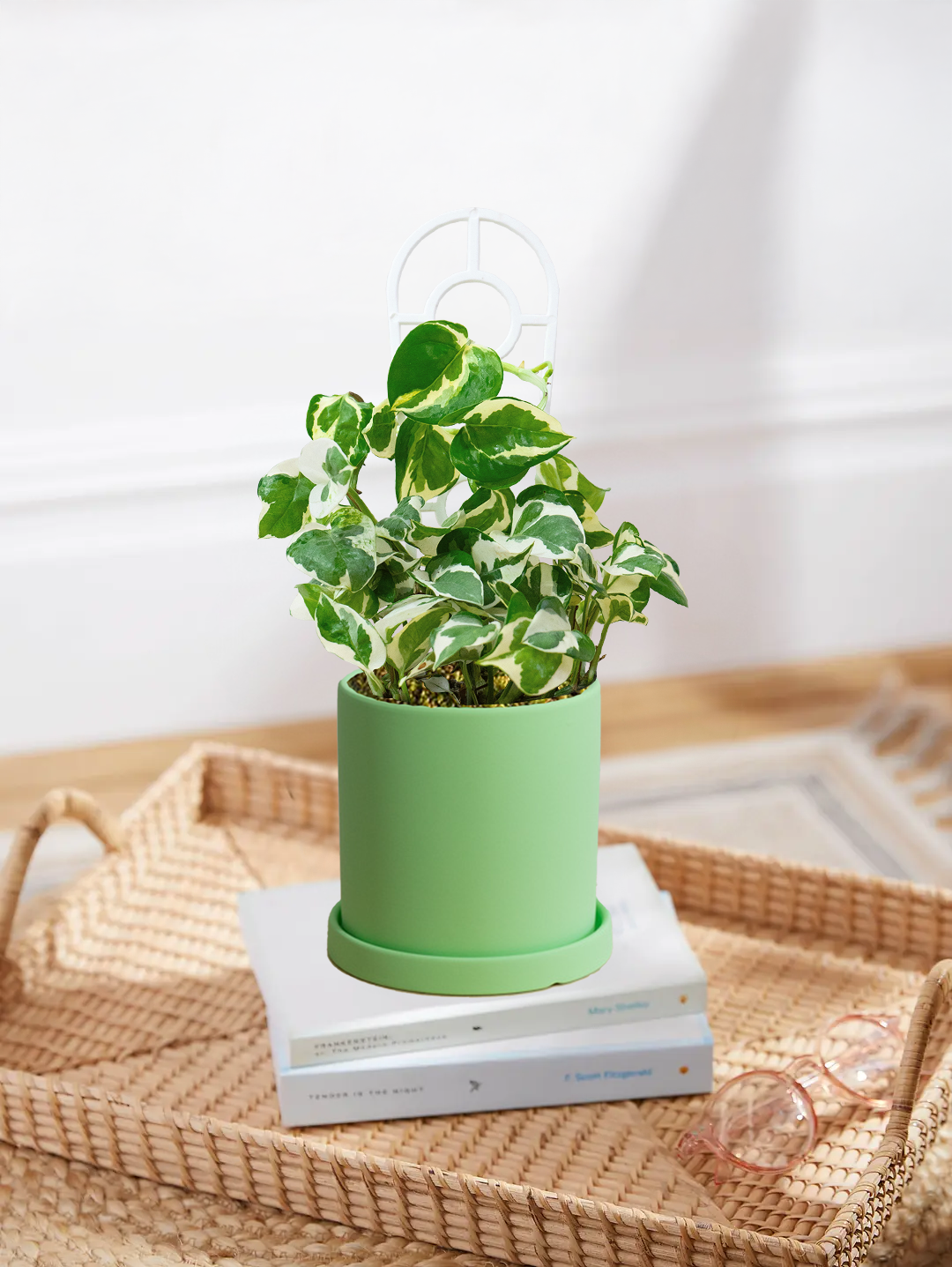 Pothos Snow Queen