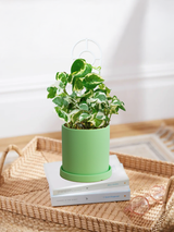 Pothos Snow Queen