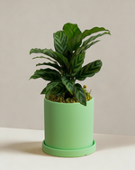 Calathea Freddy