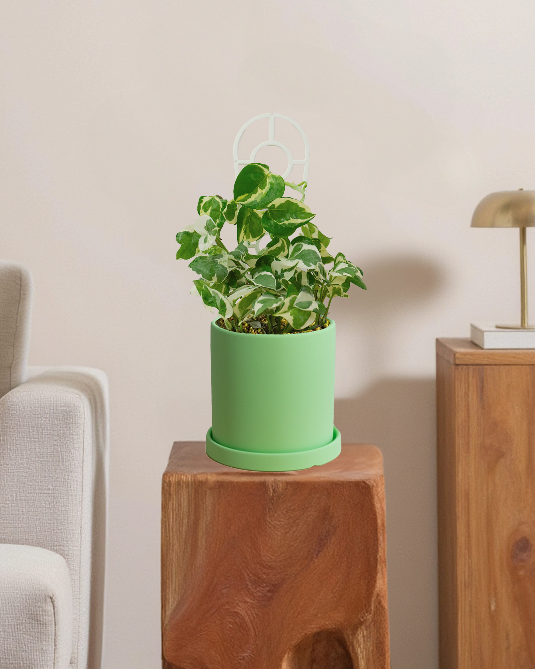 Pothos Snow Queen