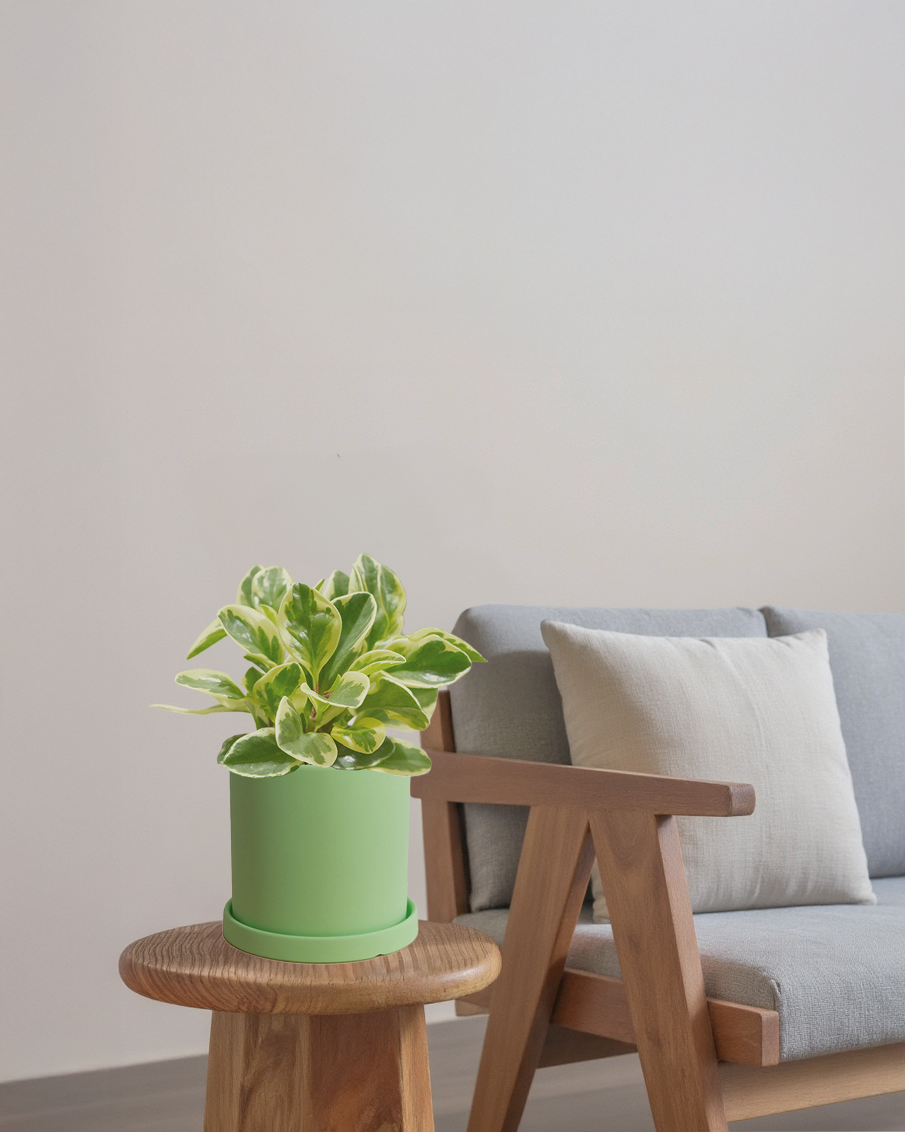 Peperomia Variegated