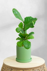 Fiddle Leaf Fig Bambino