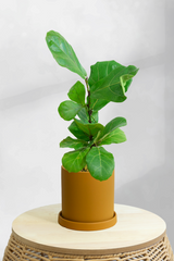 Fiddle Leaf Fig Bambino