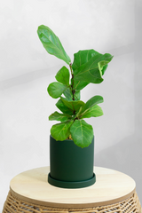 Fiddle Leaf Fig Bambino