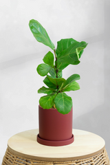 Fiddle Leaf Fig Bambino