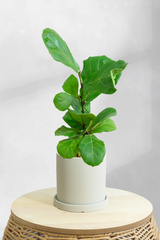 Fiddle Leaf Fig Bambino