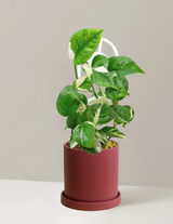 Pothos Manjula