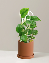 Pothos Manjula