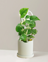 Pothos Manjula