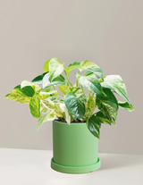 Pothos Marble Queen