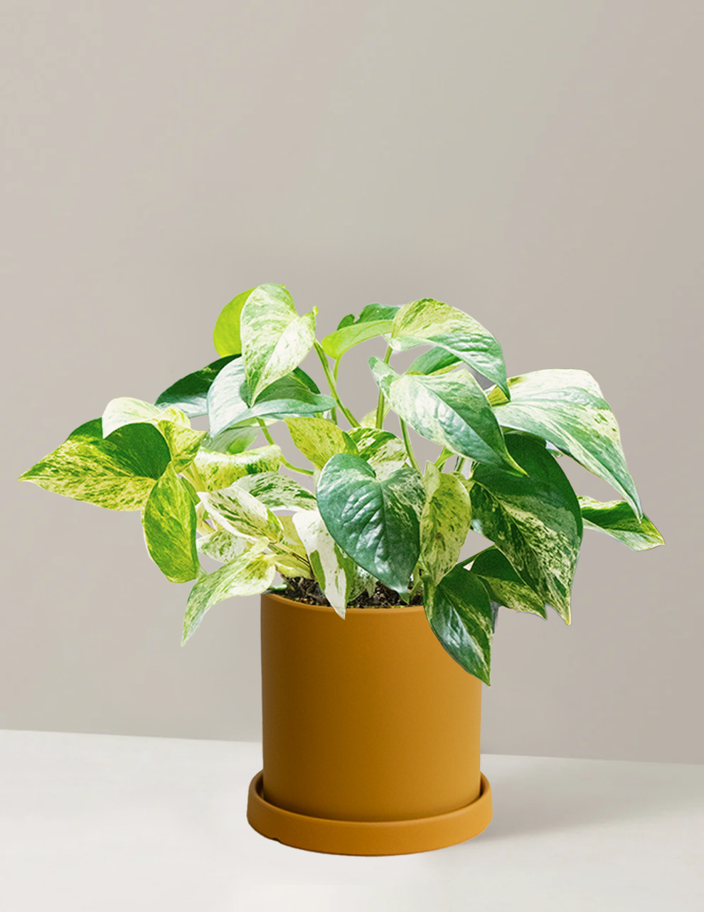 Pothos Marble Queen