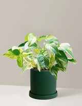 Pothos Marble Queen