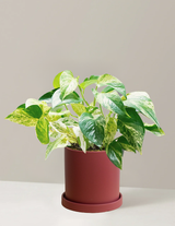 Pothos Marble Queen