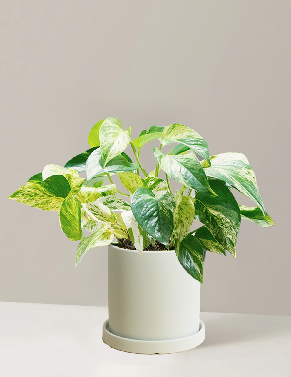 Pothos Marble Queen