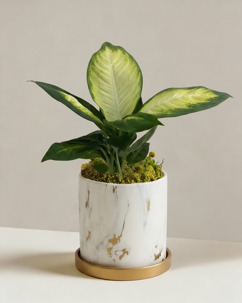 Dieffenbachia Tropic Marina