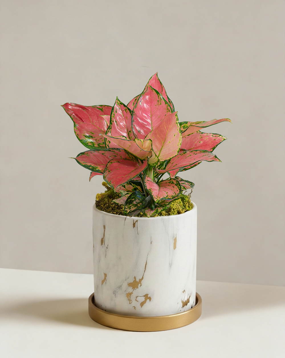 aglaonema auspicious red Aglaonema Auspicious Red | Red Chinese Evergreen