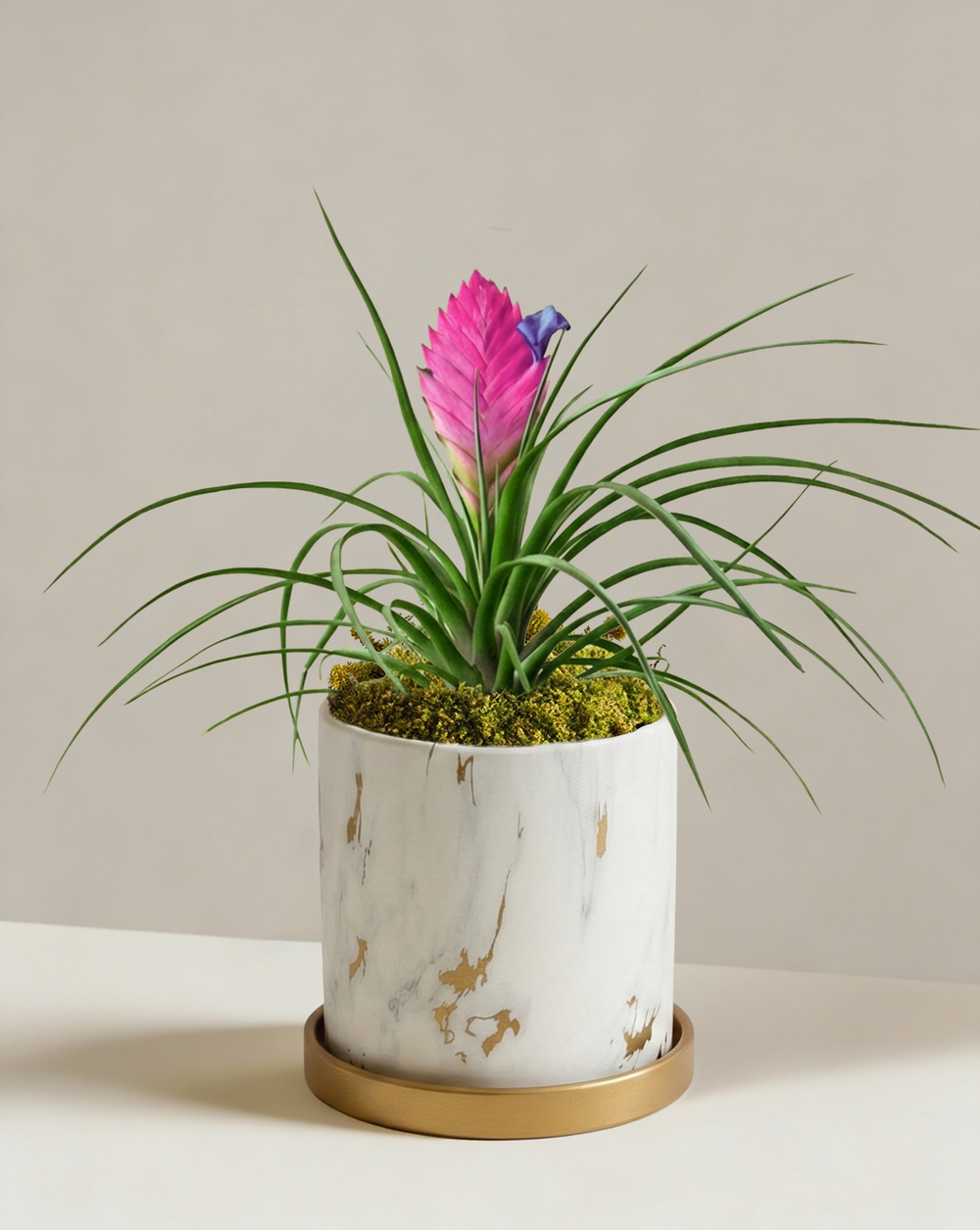 Tillandsia Cyanea