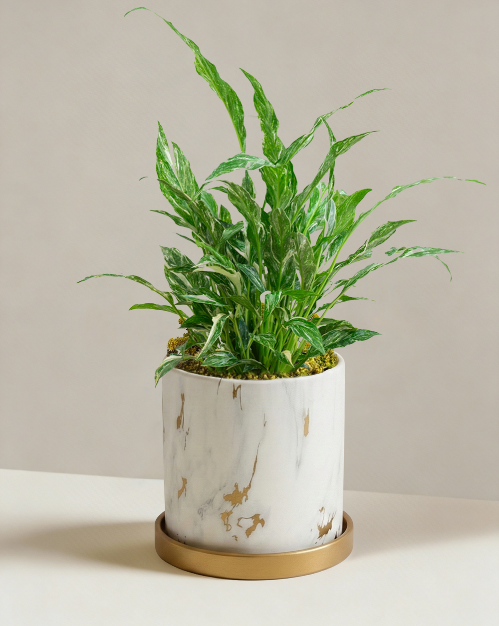 marble peace lily Peace Lily 'Domino' | Variegated Spathiphyllum