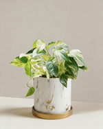 Pothos Marble Queen