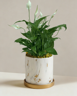 Peace Lily