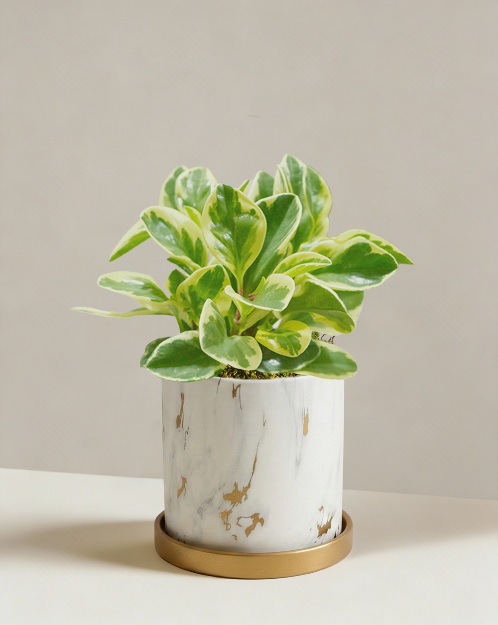 Peperomia Albo Marginata