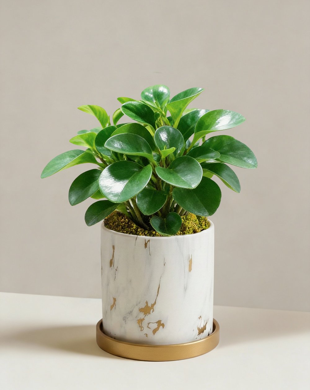 Peperomia Obtipan Green