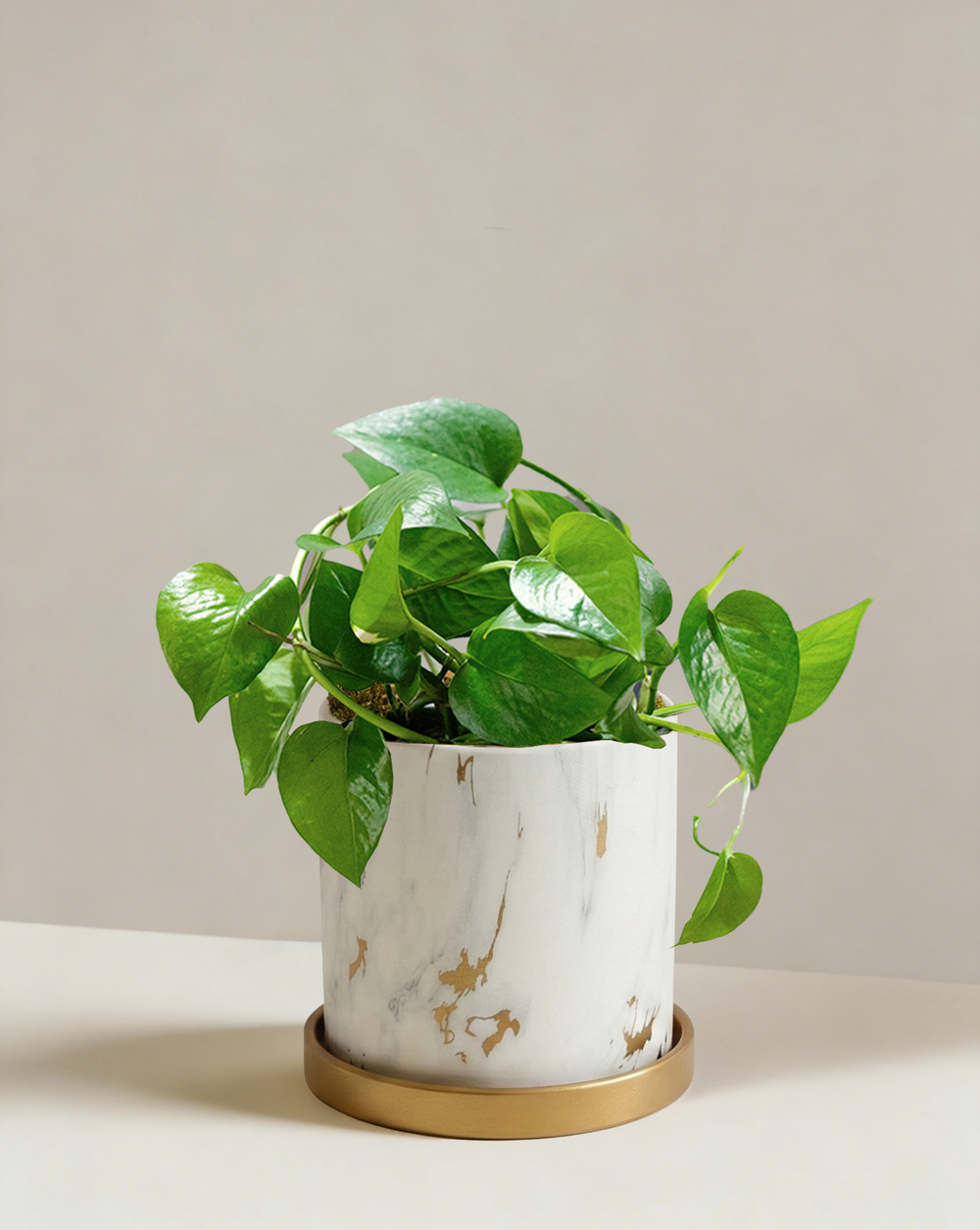 Pothos Green Dragon