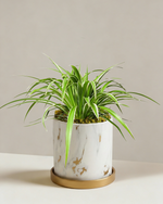 Spider Plant