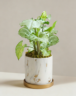 Syngonium Silver Fox