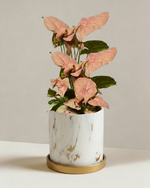 Syngonium Neon