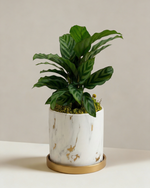 Calathea Freddy