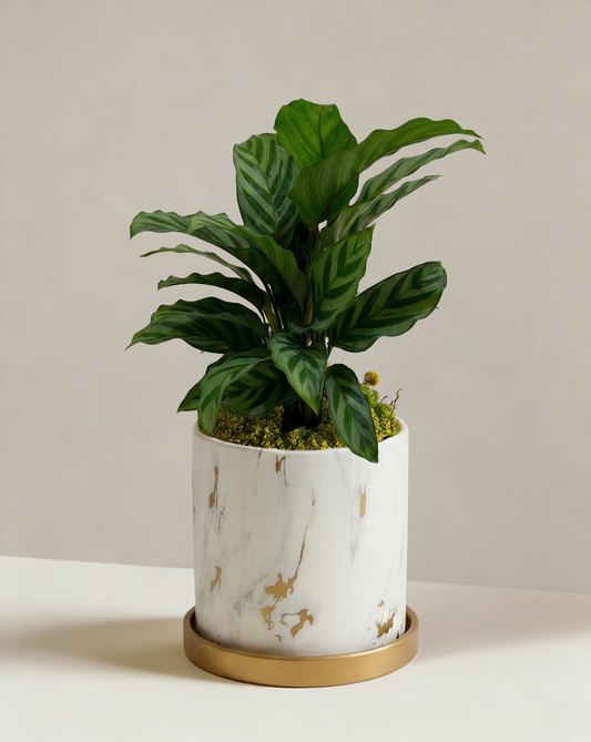 Calathea Freddy