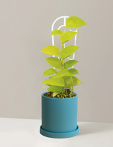 Pothos Neon