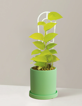 Pothos Neon