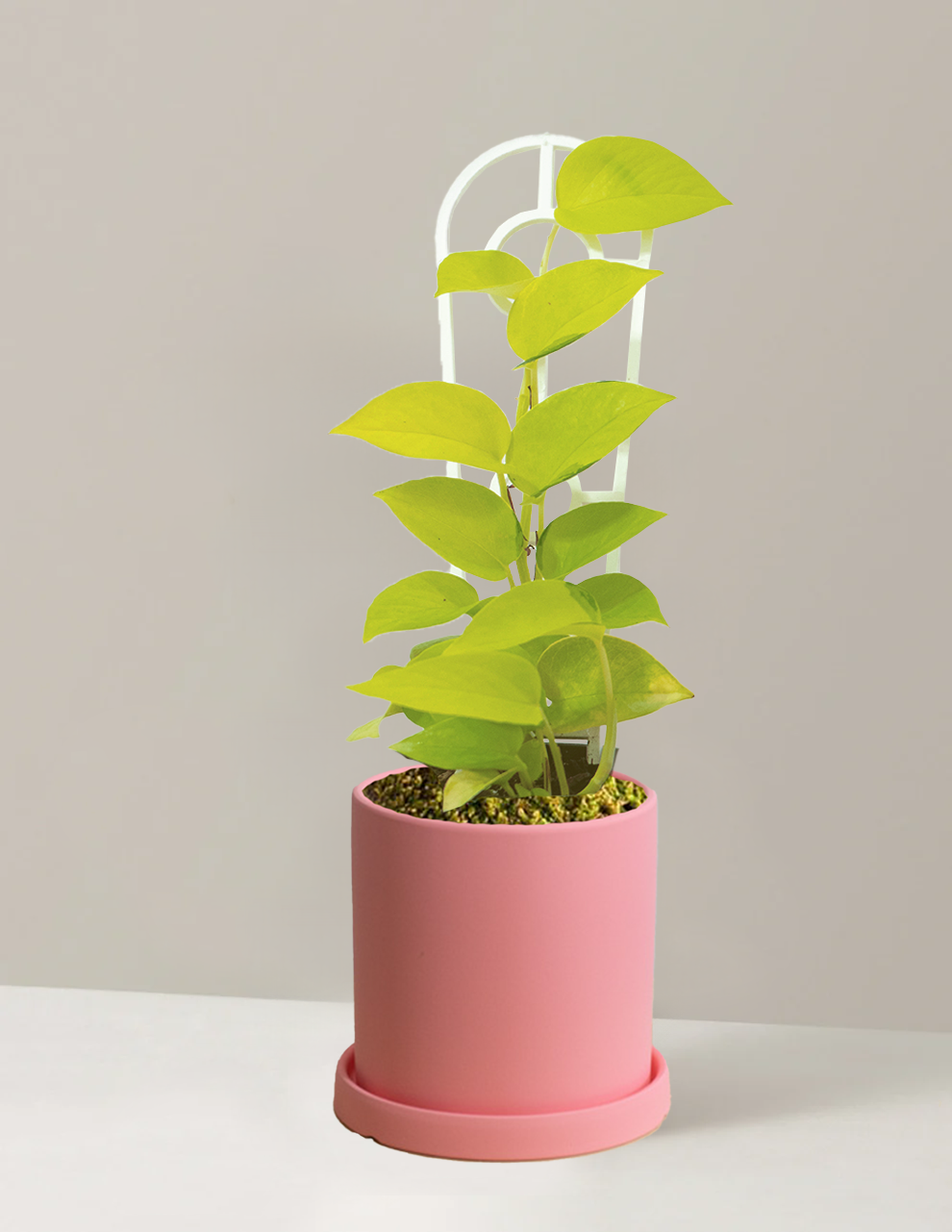 Pothos Neon