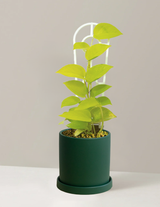 Pothos Neon