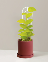 Pothos Neon