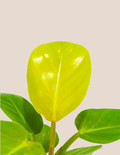 Philodendron Golden Melinonii – Plantgems