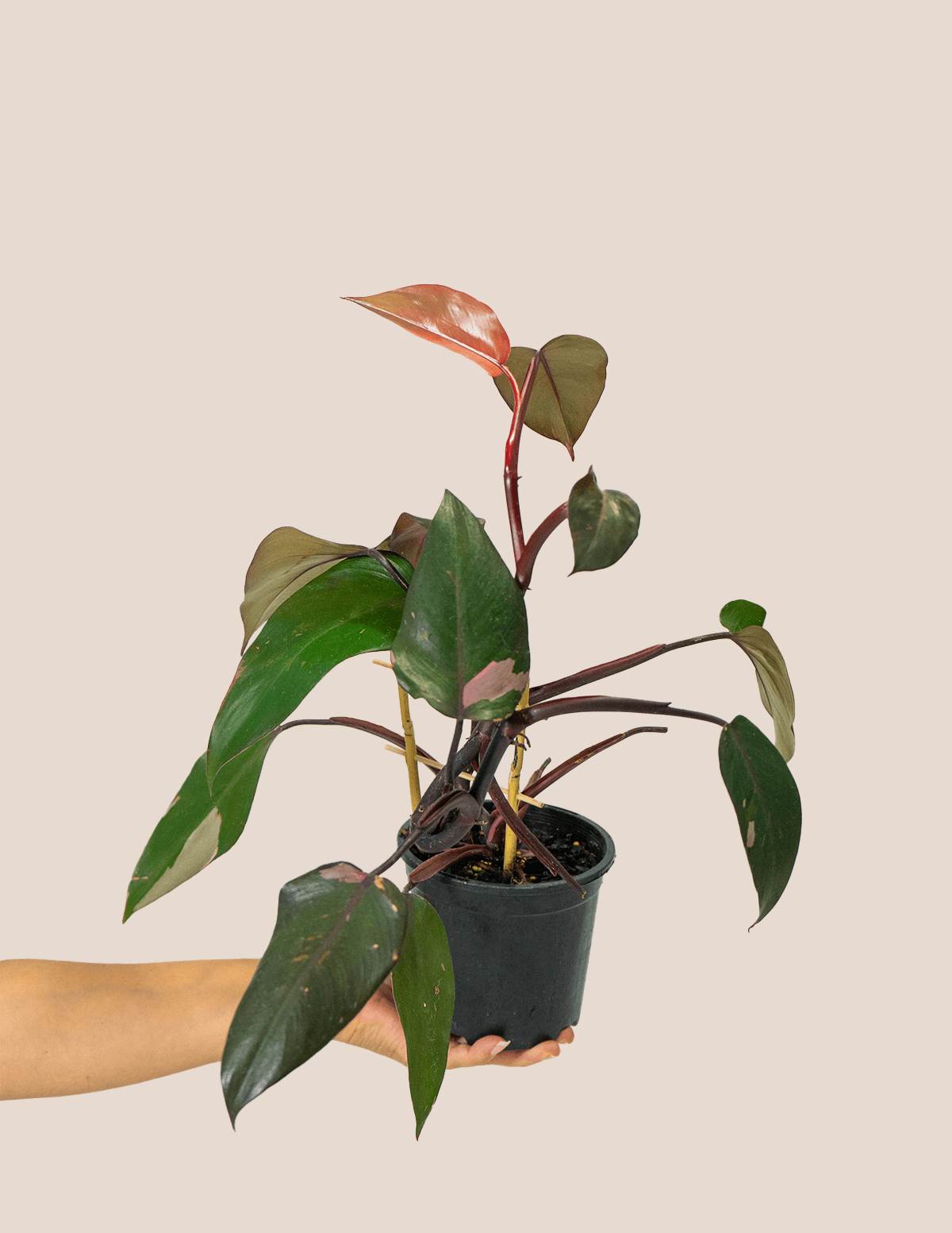 Philodendron Pink Princess – Plantgems