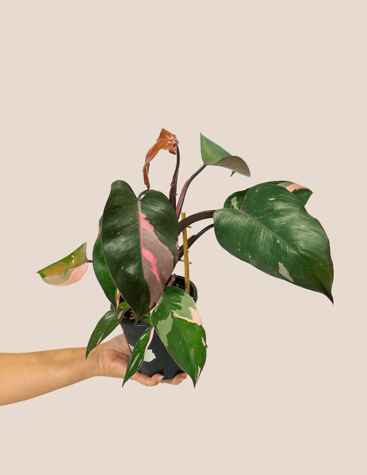 Philodendron Pink Princess – Plantgems
