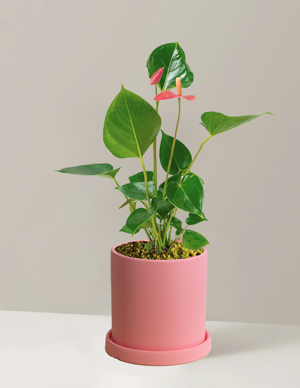 Pink Anthurium